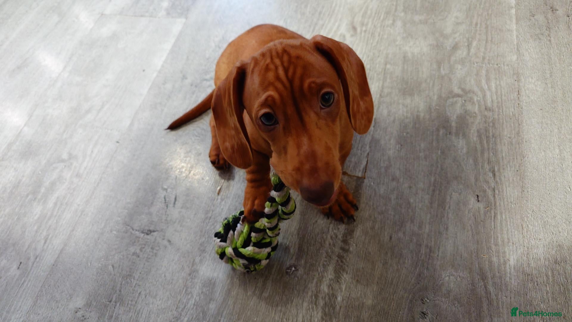 Miniature Dachshund dogs Beautiful Miniature Puppy Dachsung  - Advert 1