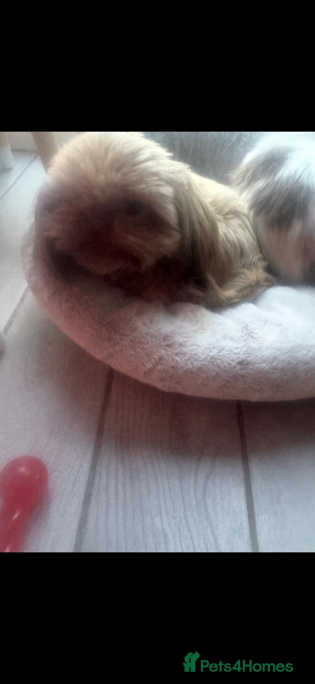 Shih Tzu dogs for sale: Shih Tzu female 1 and a half  - Advert 2