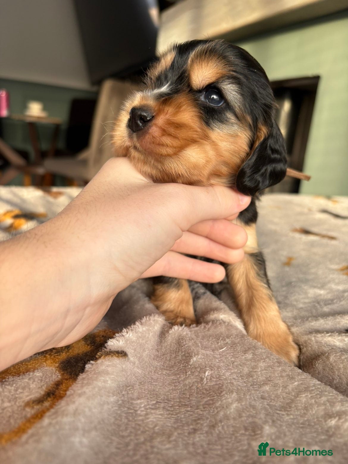 Cocker Spaniel dogs KC Reg Show Cocker Spaniel Puppies  - Advert 13