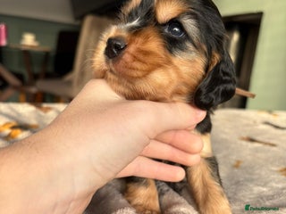 Cocker Spaniel dogs KC Reg Show Cocker Spaniel Puppies - Advert 13