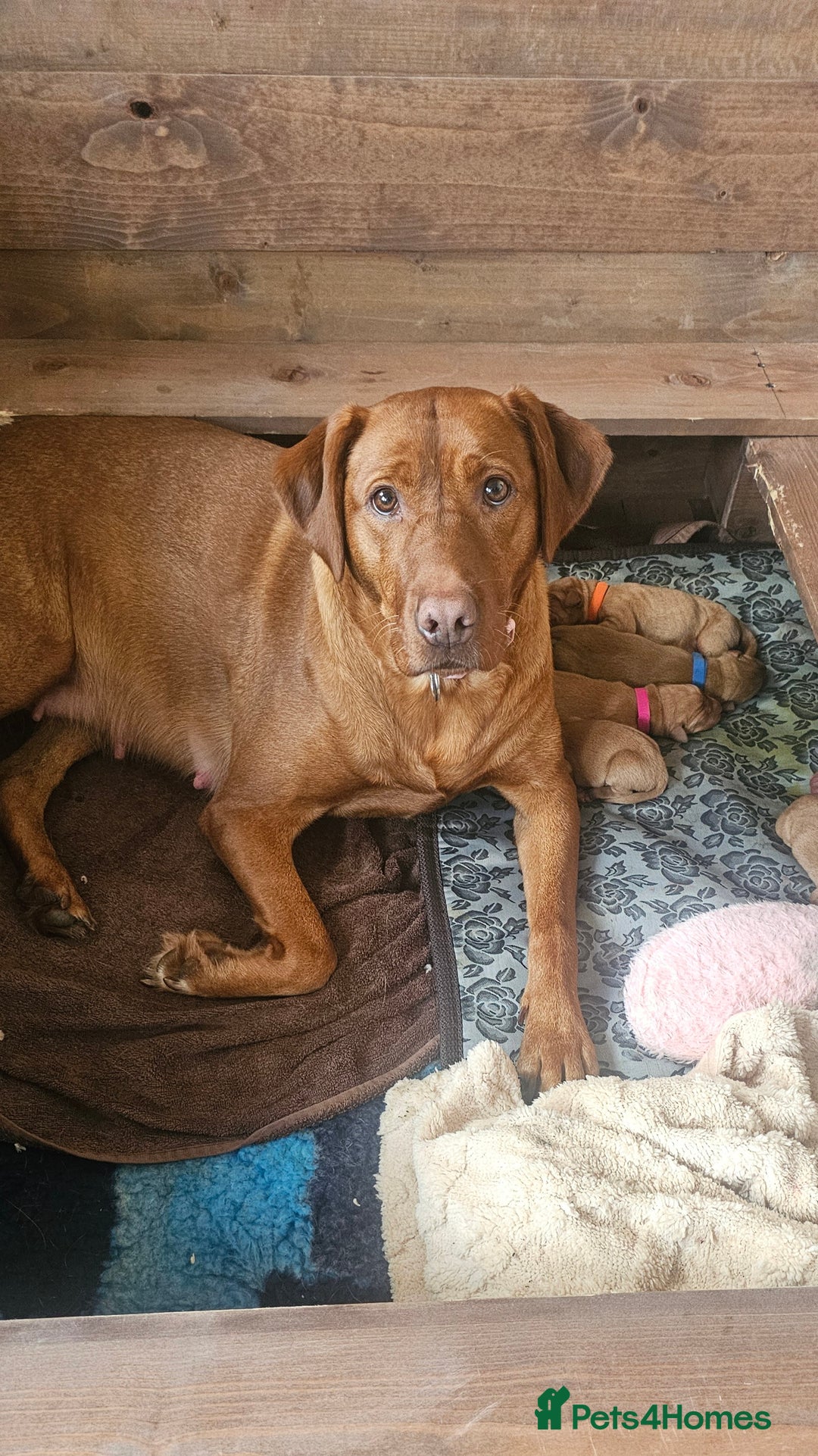 Labrador Retriever dogs for sale: KC Fox Red Labrador Puppys - Advert 7