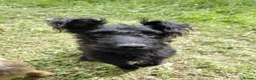Patterdale Terrier dogs for sale: 2x Patterdale puppies - female - available now - Advert 6