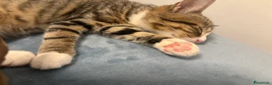 Mixed Breed Kitten 1