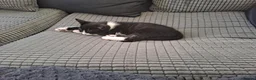 Mixed Breed cats for sale: 2 black and white kittens  - Advert 4