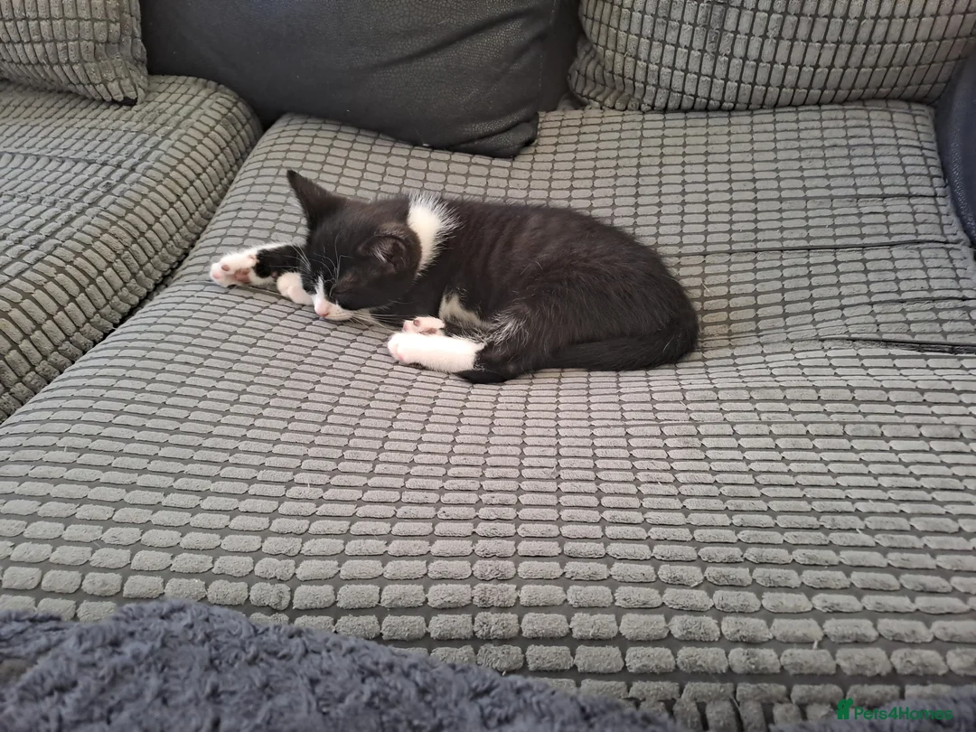 Mixed Breed cats for sale: 2 black and white kittens  - Advert 4
