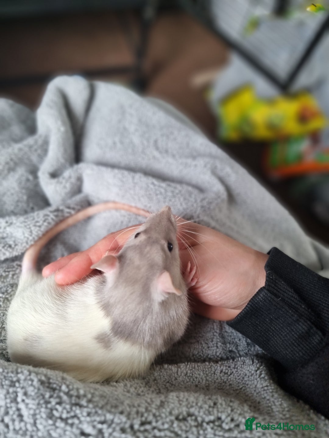 Rat rodents for sale: 4 young female rats with enclose for sale - Advert 4