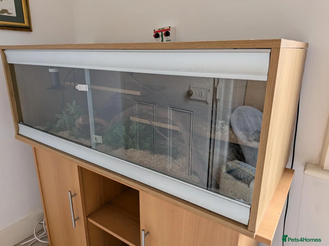 Corn Snake reptiles for sale: Cleo the Corn Snake is looking for a new home in Ashtead - Advert 5