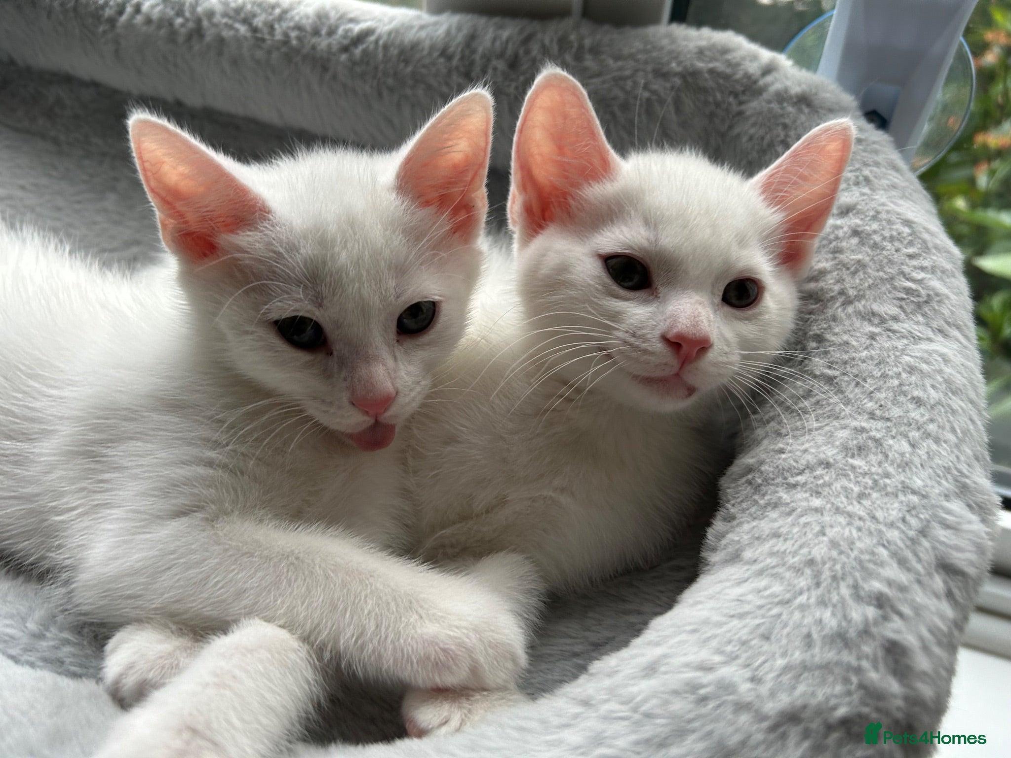 Mixed Breed cats Boy and a girl  - Advert 13
