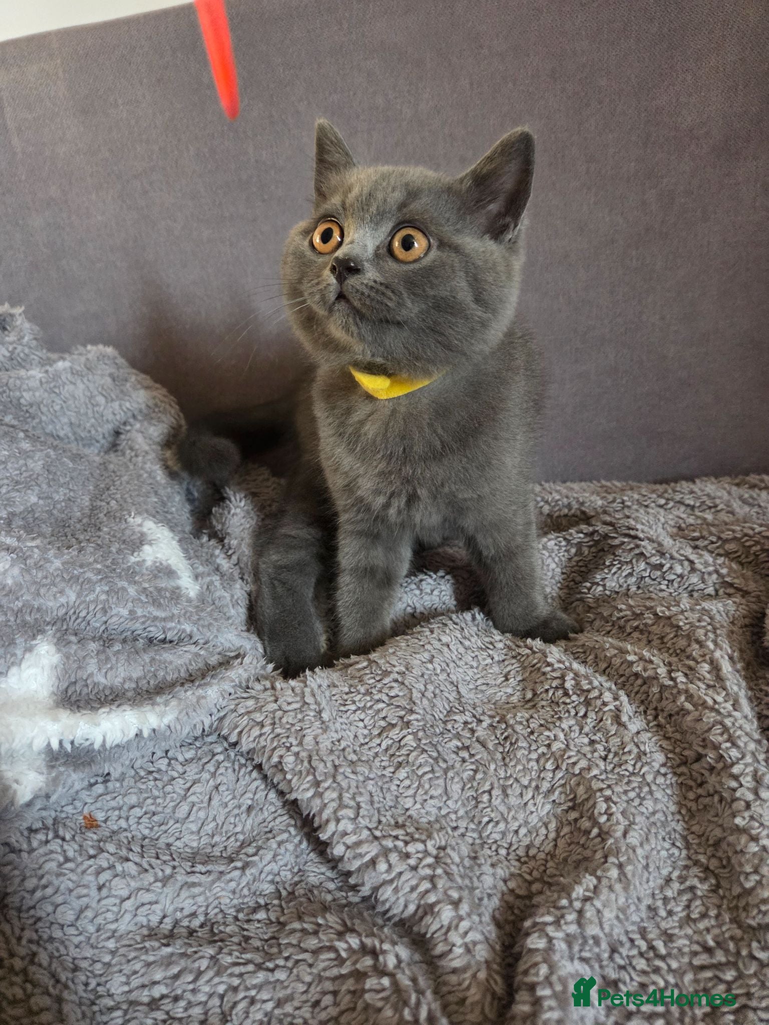 British Shorthair cats Beautiful British Shorthair kittens - Advert 2