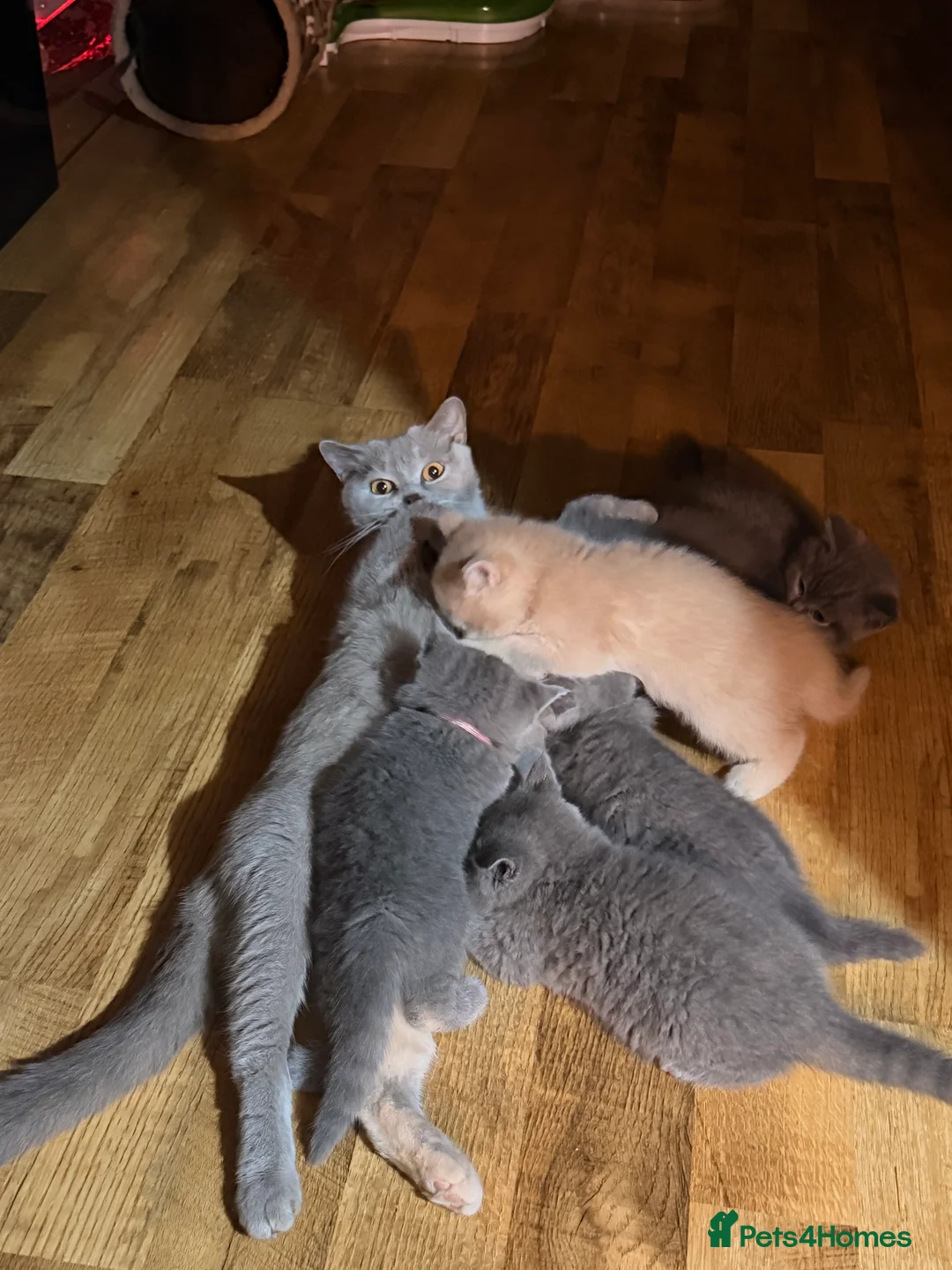 British Shorthair cats for sale: Beautiful litter of BSH kittens - Advert 2