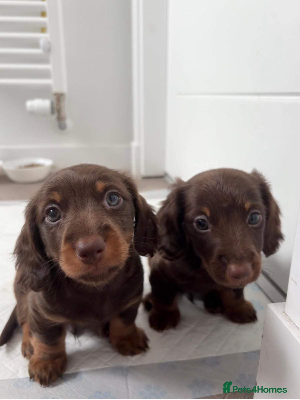 Dachshund dogs Two beautiful boys for sale  - Advert 1