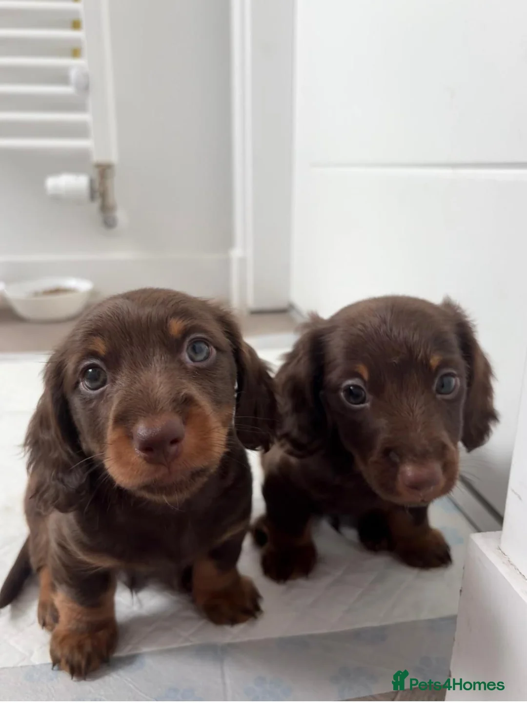 Dachshund dogs for sale: Two beautiful boys for sale  in Glasgow - Advert 1