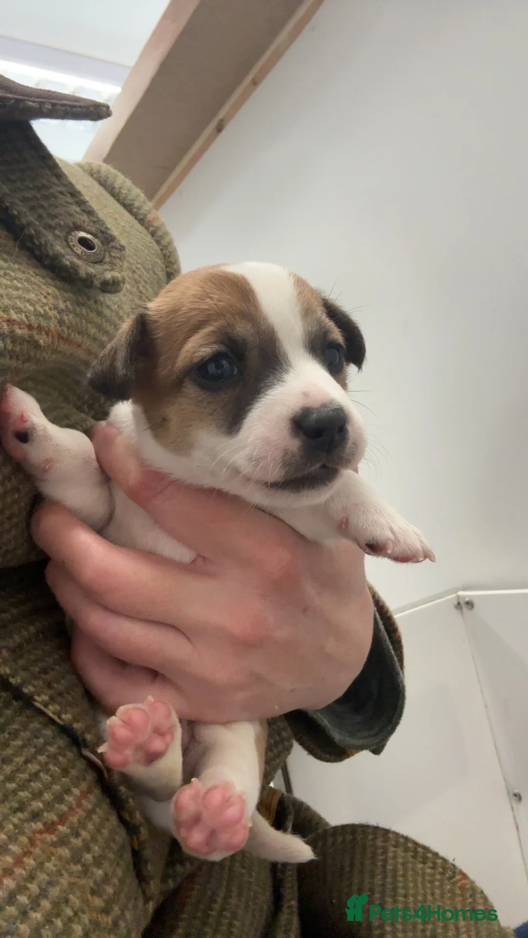 Jack Russell dogs for sale: Beautiful Jack Russell’s  - Advert 2
