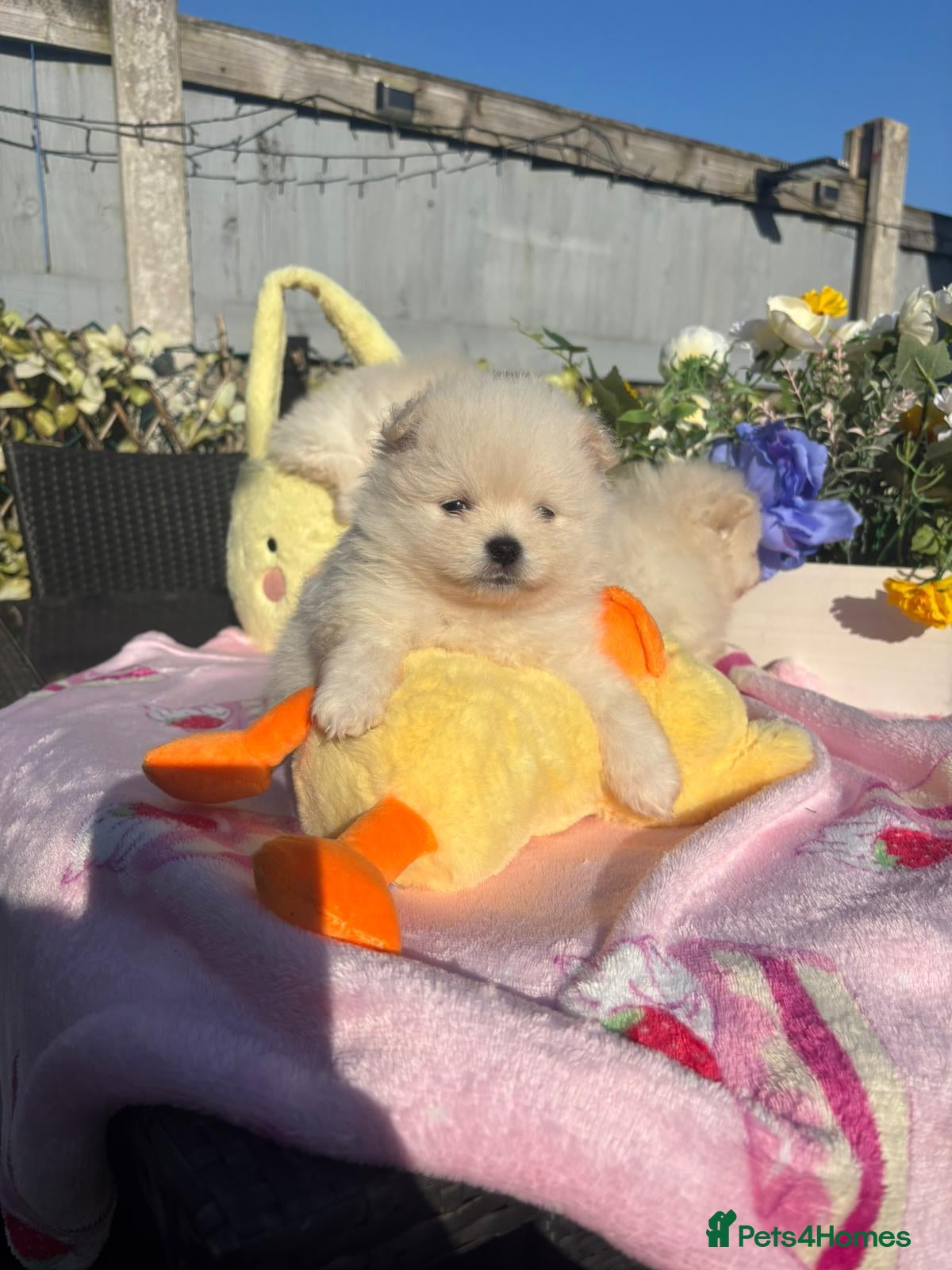 Pomeranian dogs Pomeranian puppies XS teddy face 🐶pure pedigree  - Advert 1