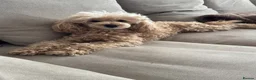 Toy Poodle dogs for sale: Stunning KC Toy poodle puppies.DNA health tested - Advert 17