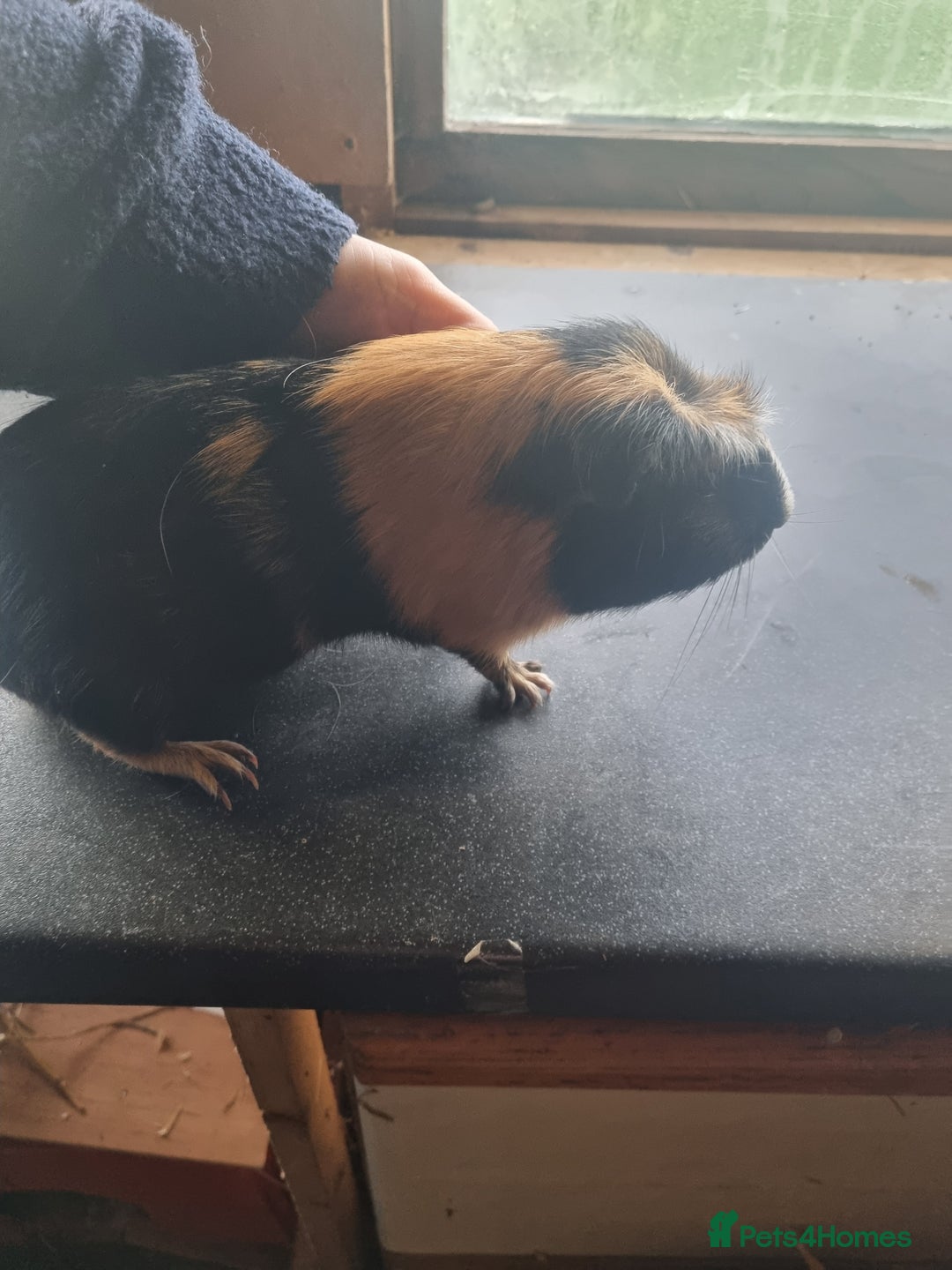 Guinea Pig rodents for sale: Three lovely guinea pigs looking for a new home - Advert 7