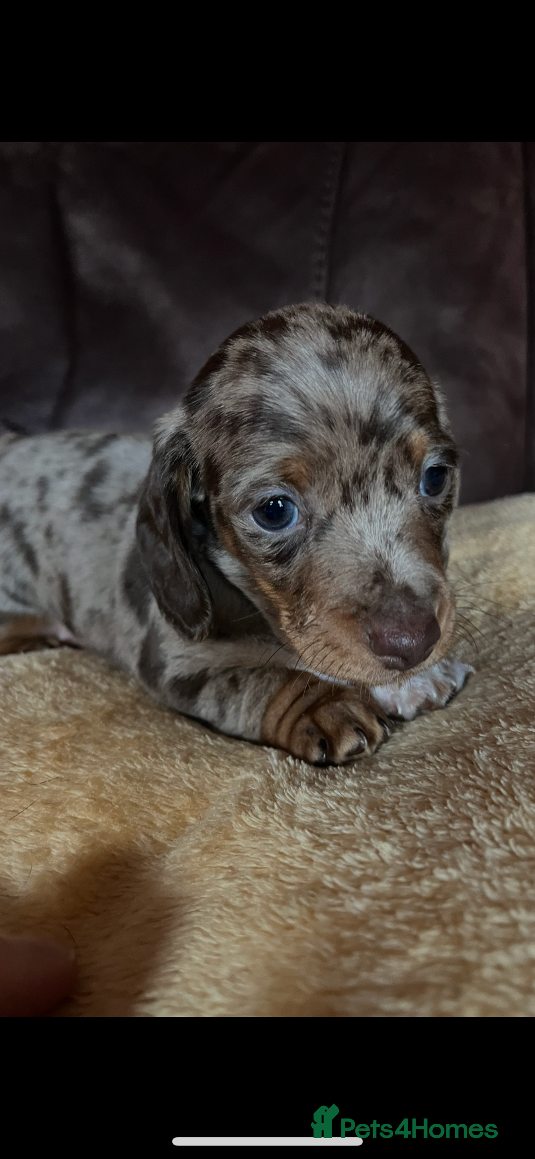 Miniature Dachshund dogs for sale: Miniature Dachshund  - Advert 23