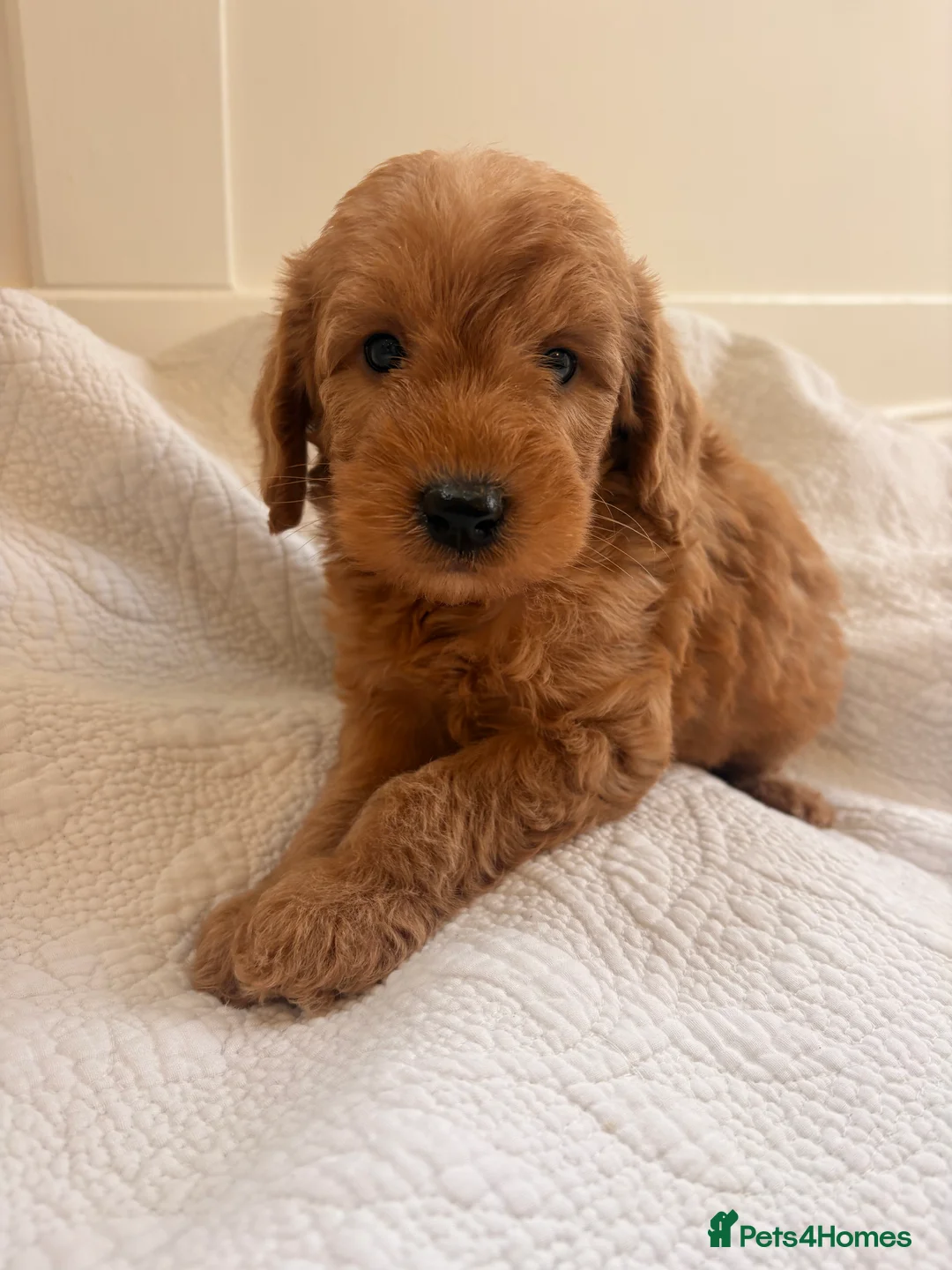 Labradoodle dogs for sale: LICENSED BREEDER QUALITY MINI LABRADOODLES - Advert 18