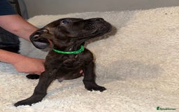 Cane Corso dogs for sale: Beautiful Litter Of Cane Corso Puppys - Image 6