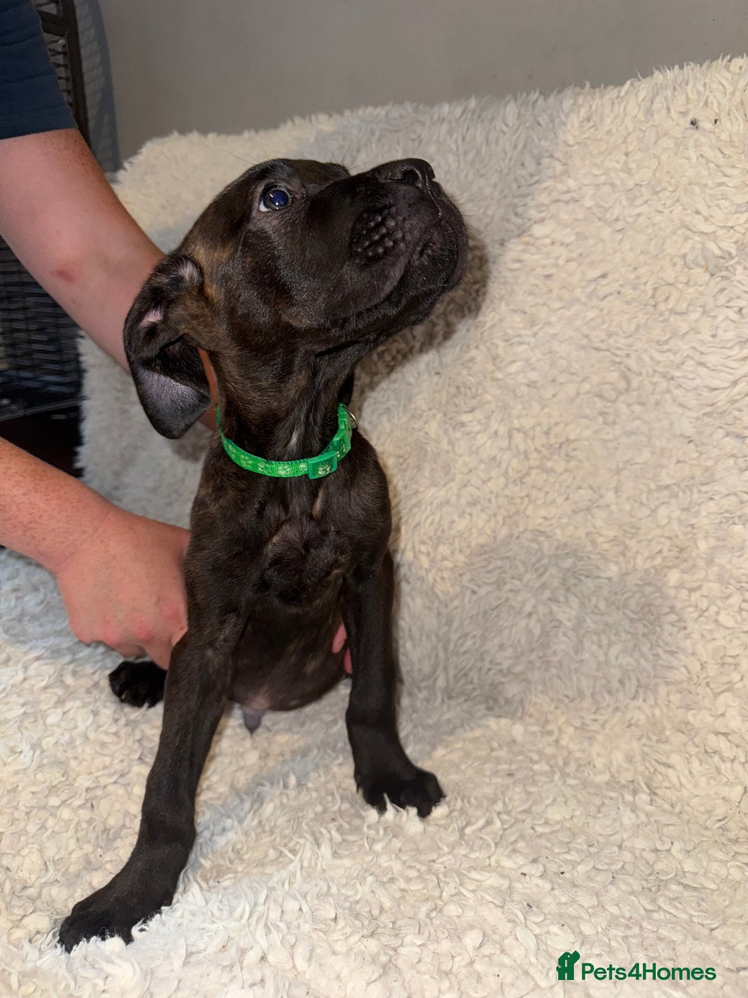 Cane Corso dogs for sale: Beautiful Litter Of Cane Corso Puppys - Image 6
