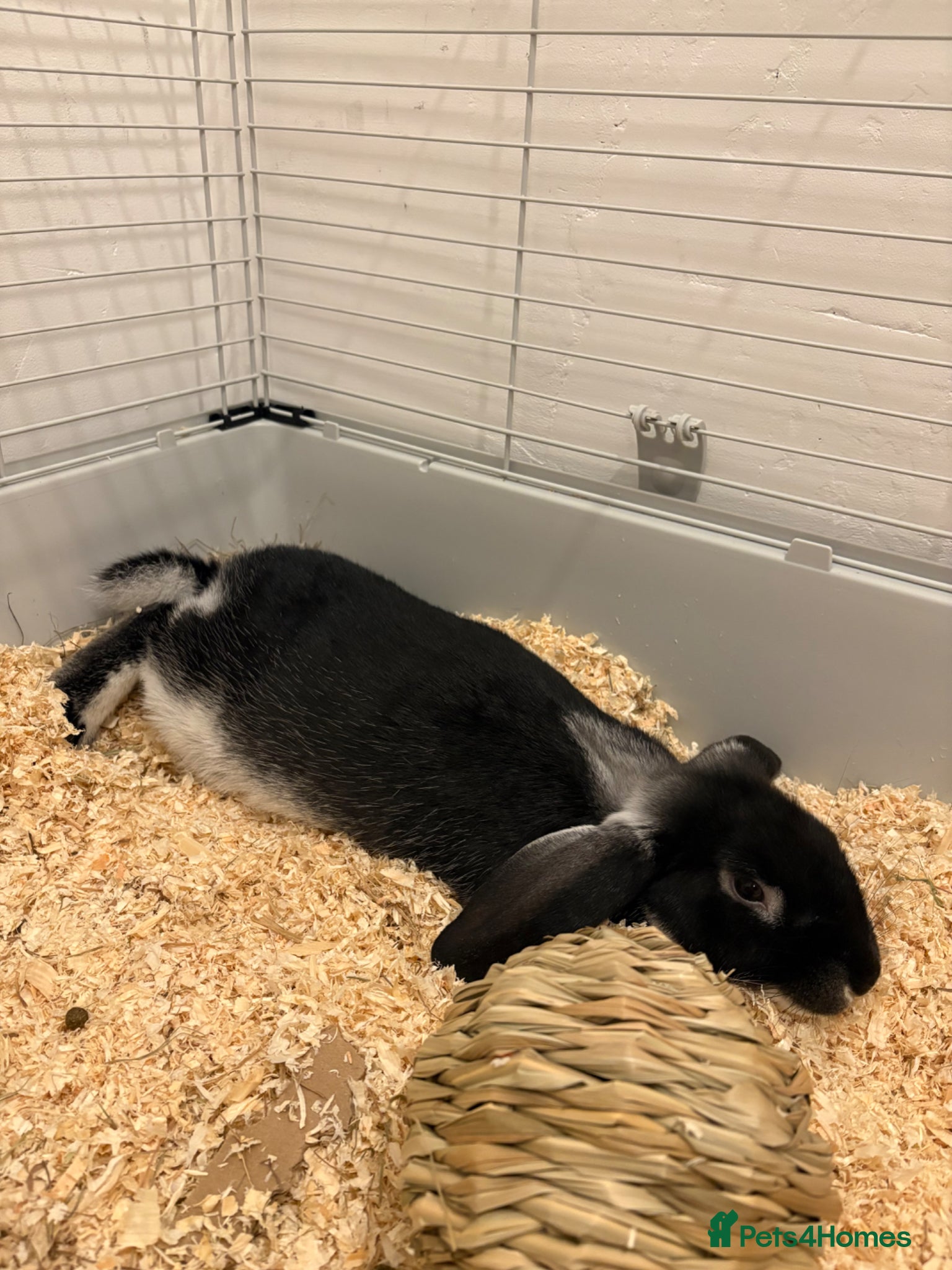Mini Lop rabbits BLACK OTTER MINI LOP FOR REHOME - Advert 1
