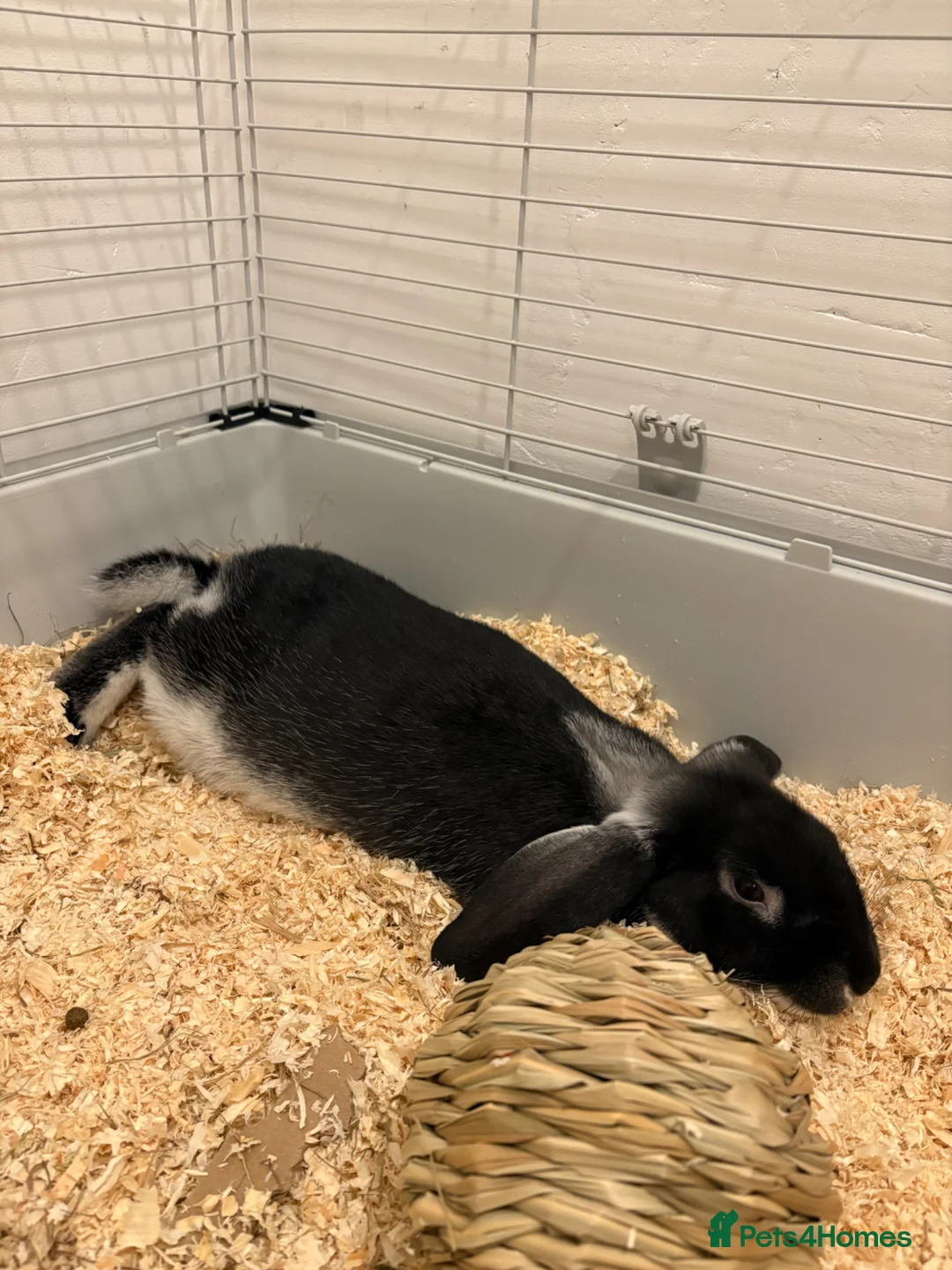 Mini Lop rabbits for sale: BLACK OTTER MINI LOP FOR REHOME in Shoreham-by-Sea - Advert 1