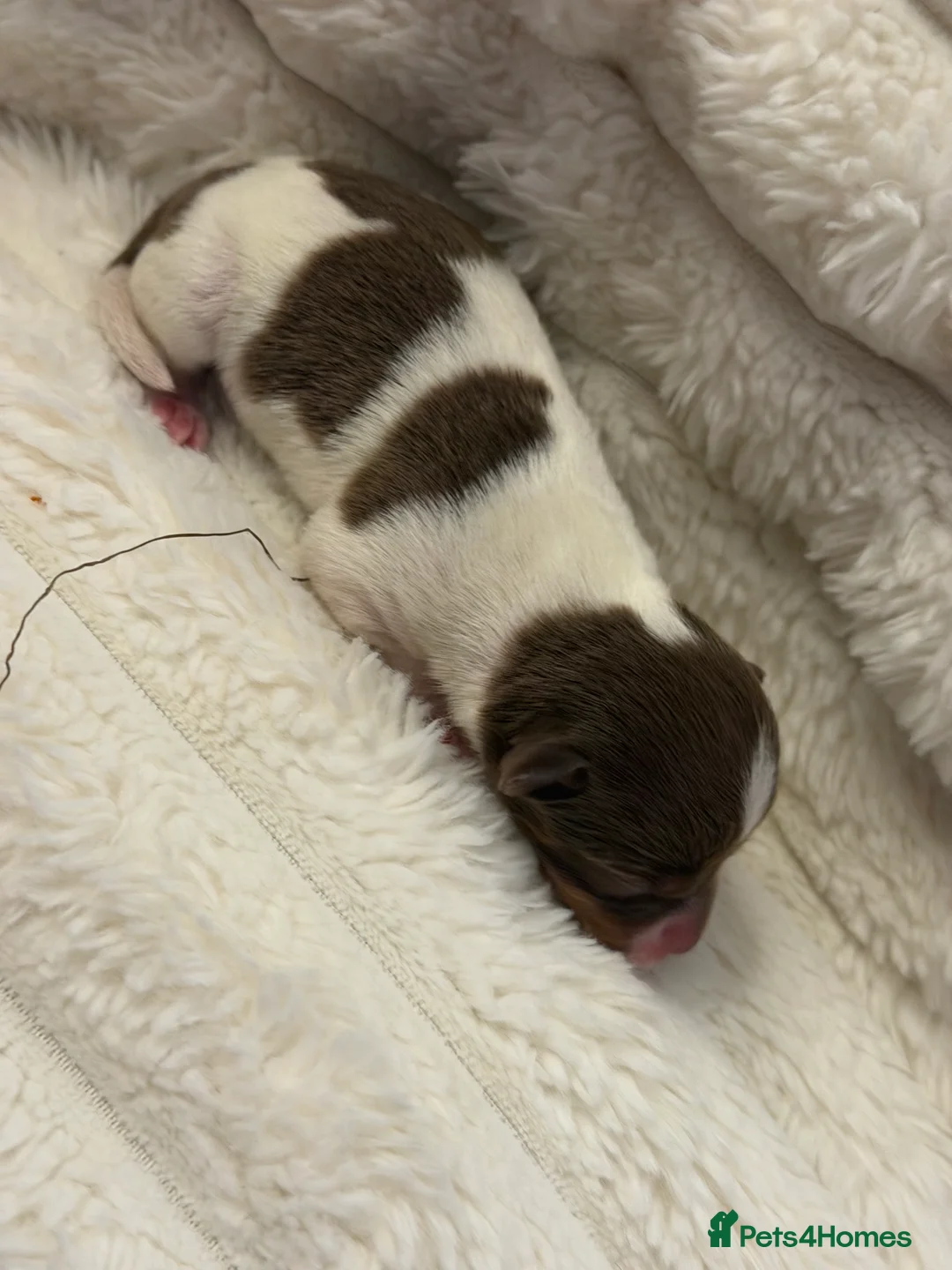 Jack Russell dogs for sale: Miniature Rare Coloured imported line JR babies  - Advert 2