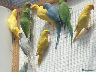 Ringnecks birds Ringneck - Advert 6