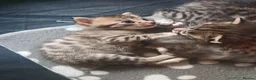 Bengal cats for sale: 1 Female Left!! Ready to leave Bengal Mix Kittens - Advert 22