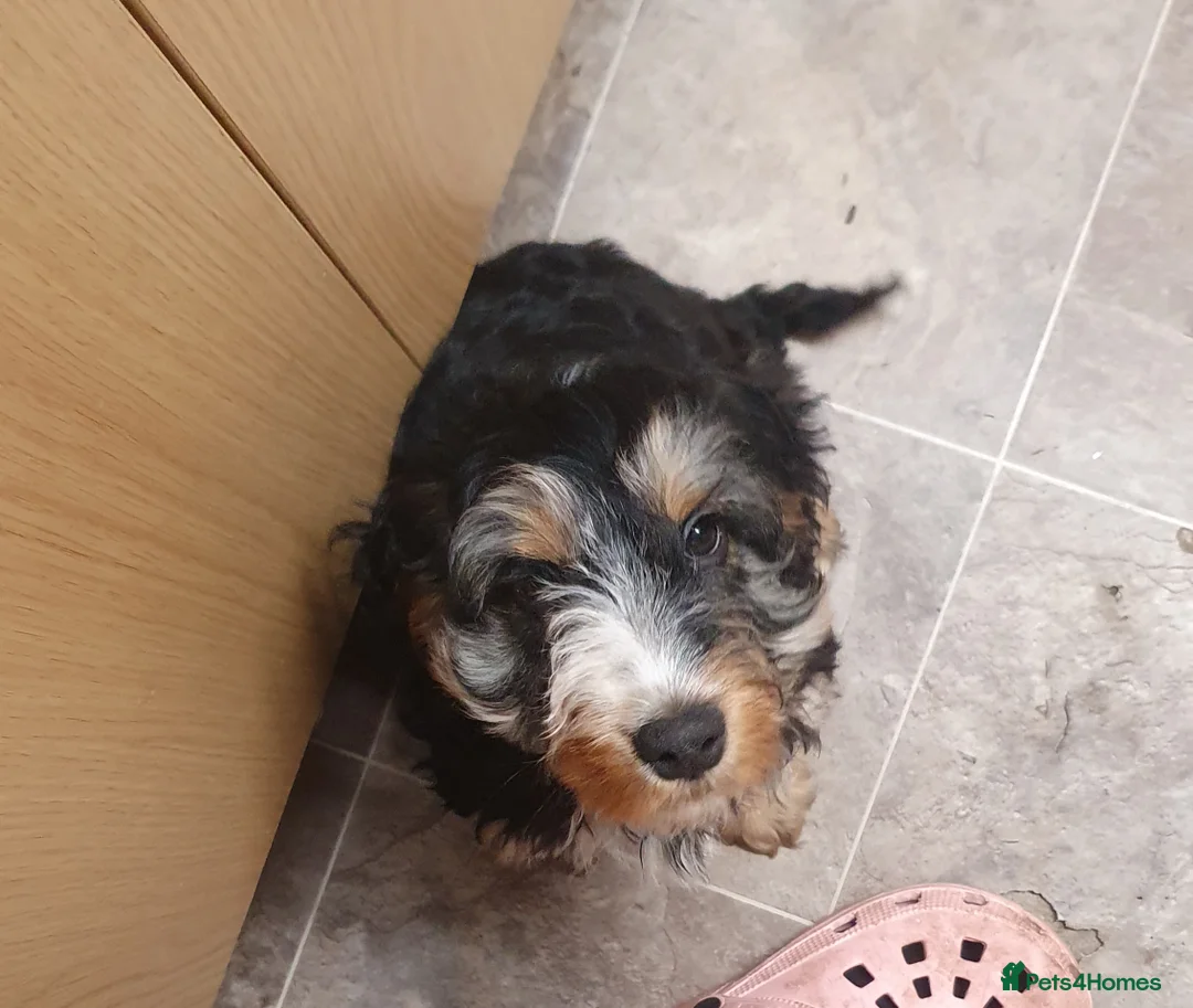 Cockapoo dogs for sale: Stunning cockapoo pups - Advert 3