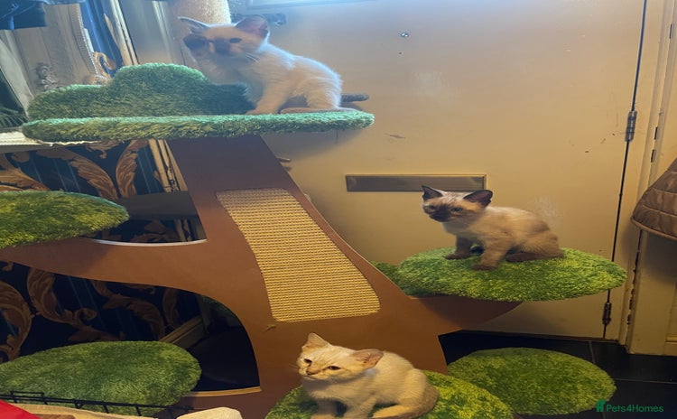 Bengal cats - Advert 2