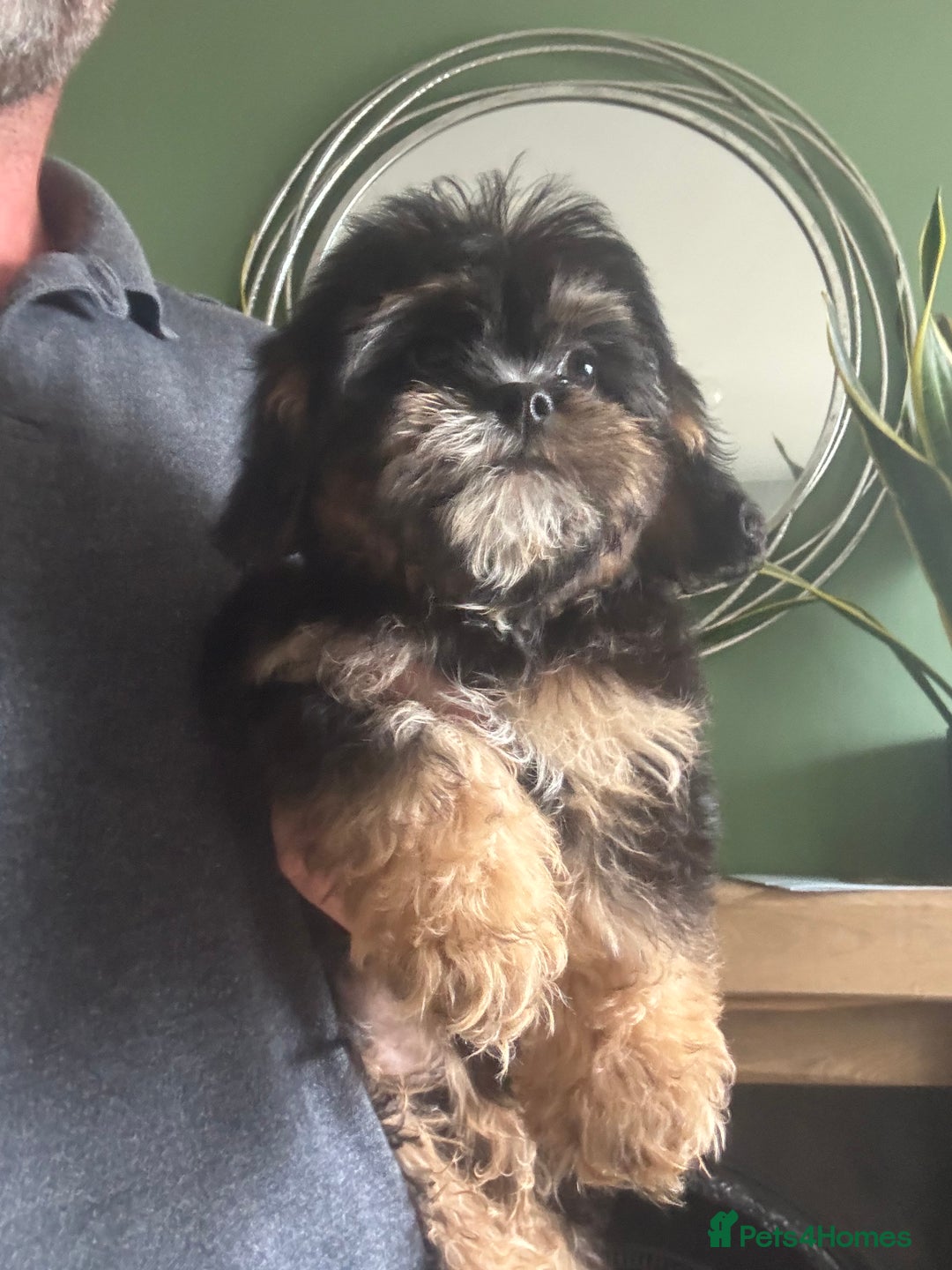 Cavapoo dogs for sale: Little man needs a loving home  - Image 4