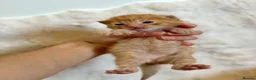 Mixed Breed cats for sale: Mixed breed kittens 🤎🩶🖤🧡 - Advert 7