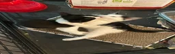 Domestic Shorthair cats for sale: 2 Bonded Sisters  in Birmingham - Advert 7
