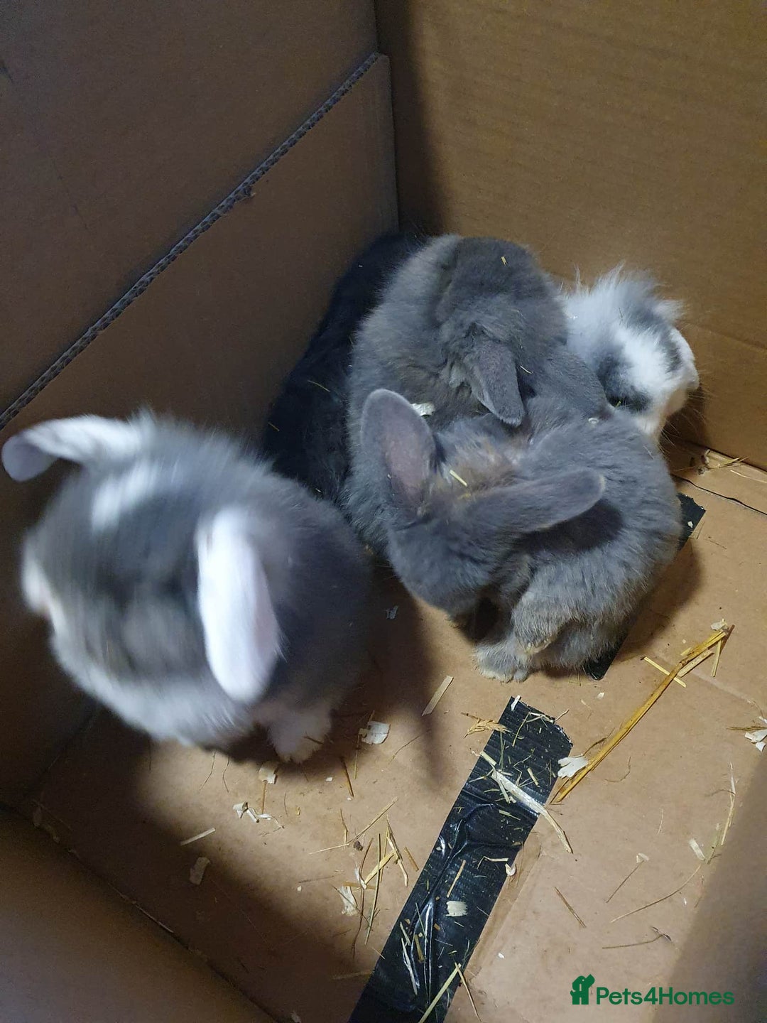 Mixed Breed rabbits for sale: Lion Head x Vienna Lop - Advert 2