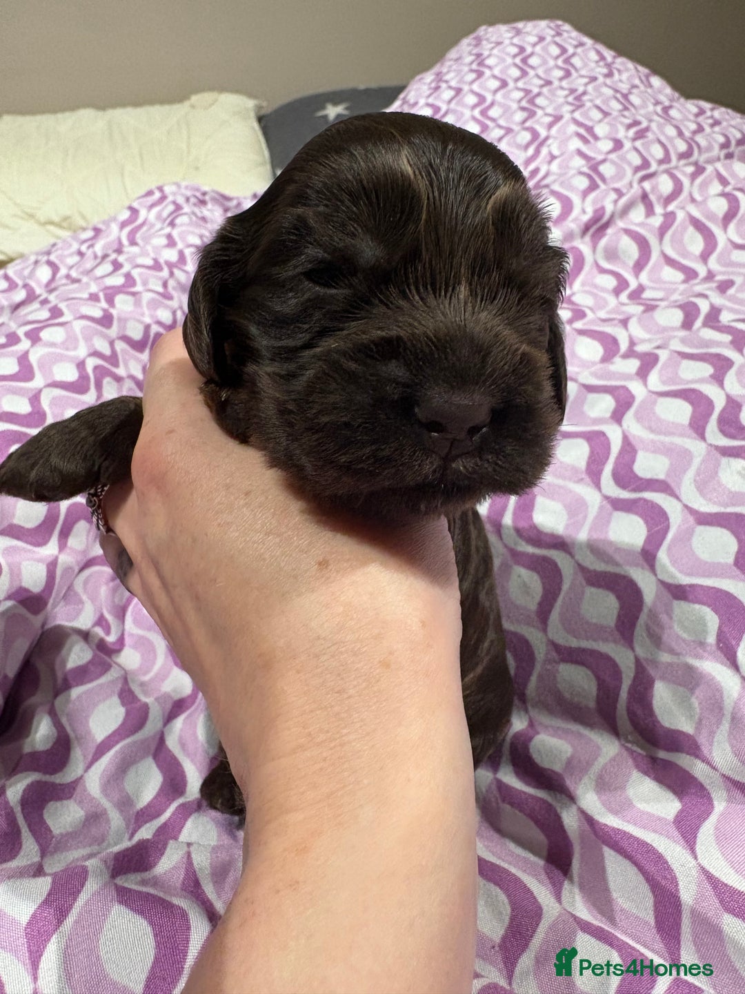 Cocker Spaniel dogs for sale: Beautiful Kc reg show cocker spaniels  - Image 9