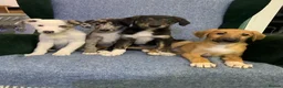 Mixed Breed dogs for sale: Blue Merle Border Collie x Lurcher Puppies  - Advert 5