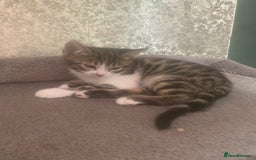 Bengal cats for sale: Bengal x - Image 2