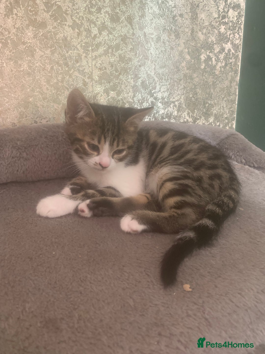 Bengal cats for sale: Bengal x - Image 2