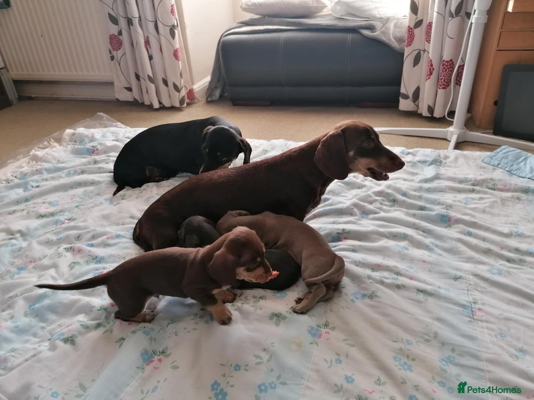 Dachshund dogs for sale: Mini dashound puppies - Image 10