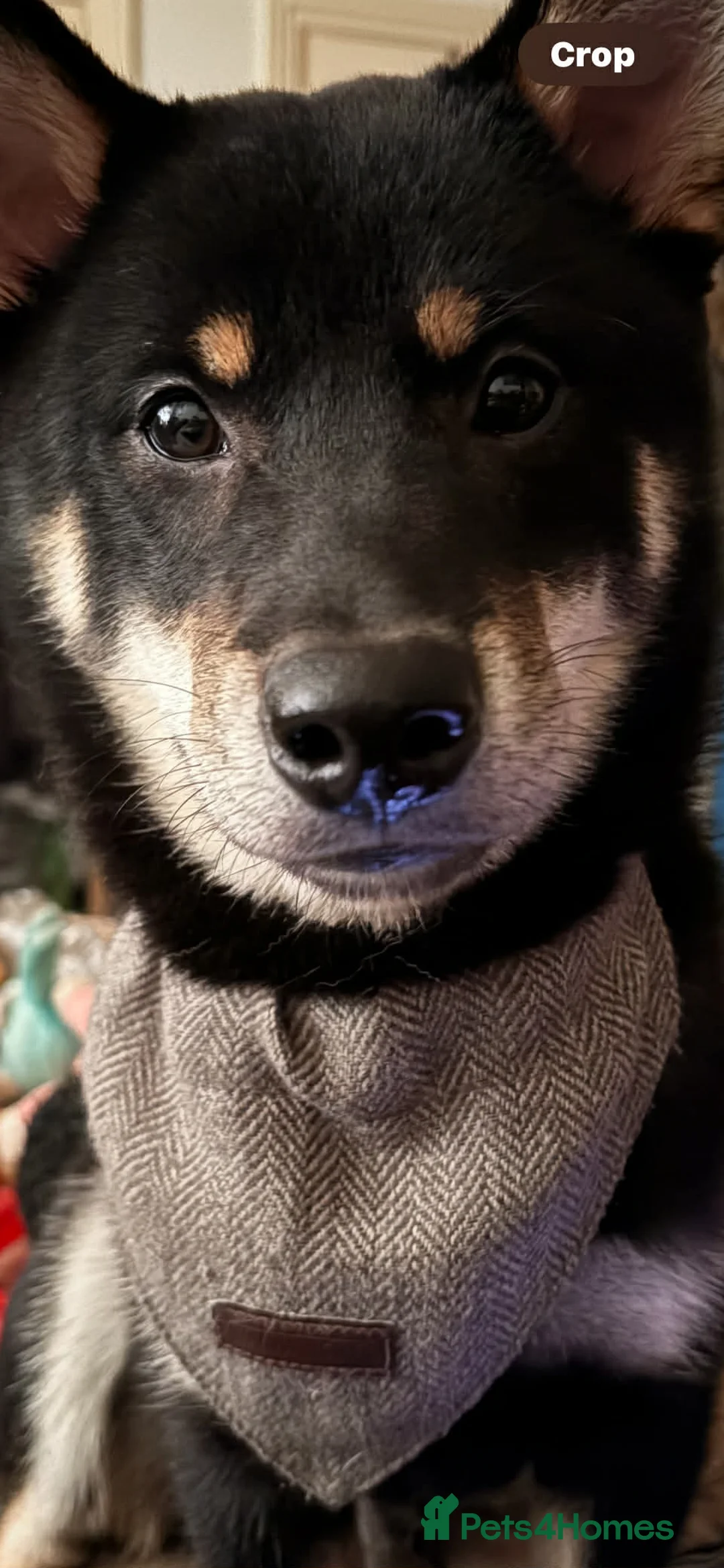 Japanese Shiba Inu dogs for sale: Male Shiba Inu  - Advert 1