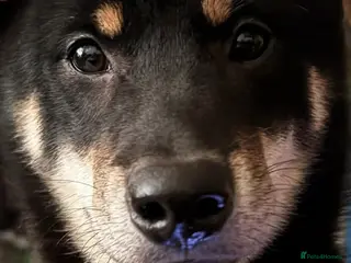 Japanese Shiba Inu dogs Male Shiba Inu - Advert 5