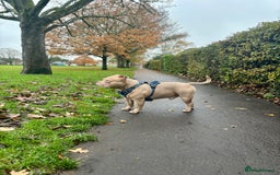 American Bully dogs for stud:  PROVEN💯Pocket/Micro American Bully🦍KUJO - Stud - Image 1