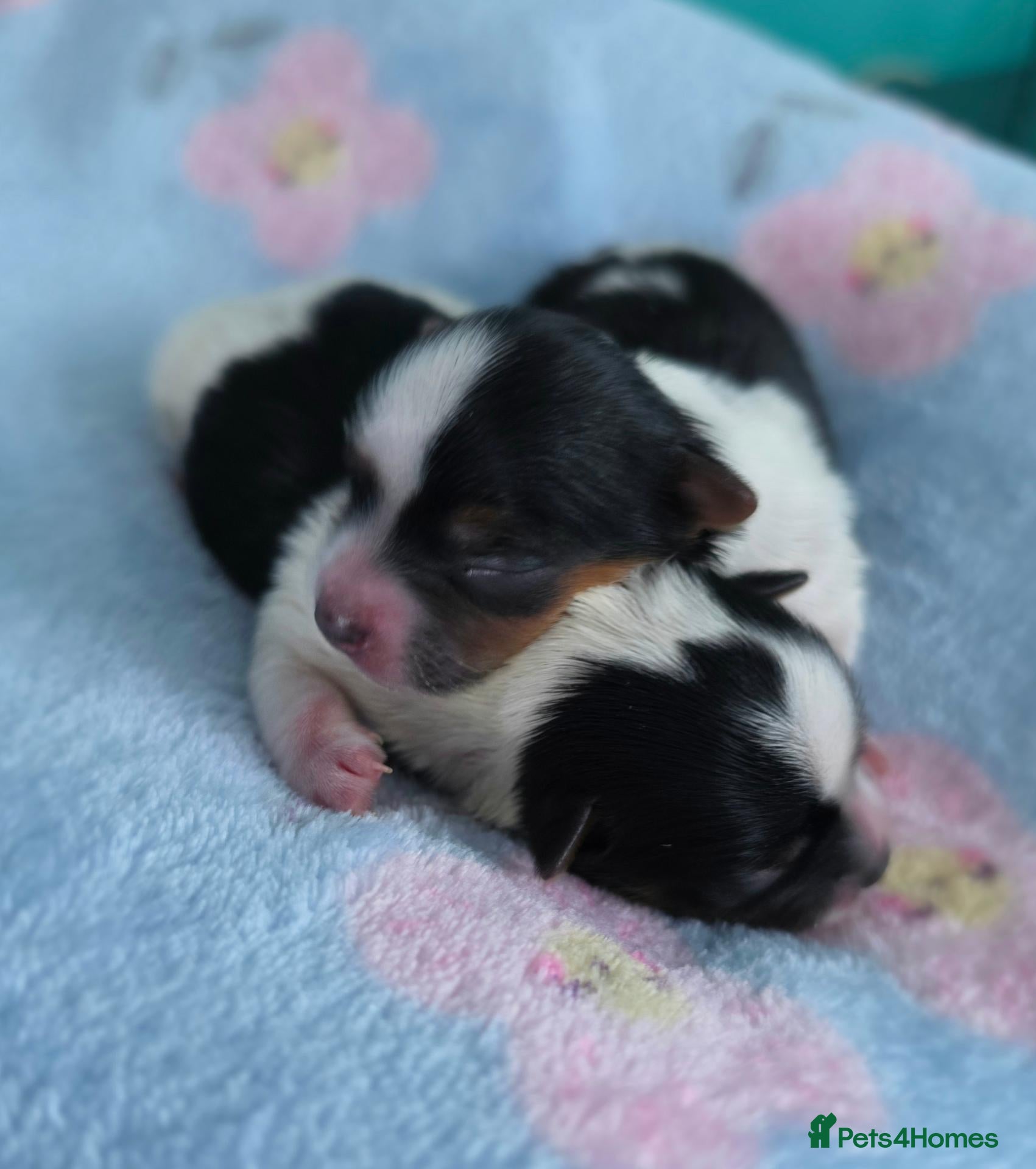 Yorkshire Terrier dogs Two upcoming litters biewer terrier and Merles - Advert 1