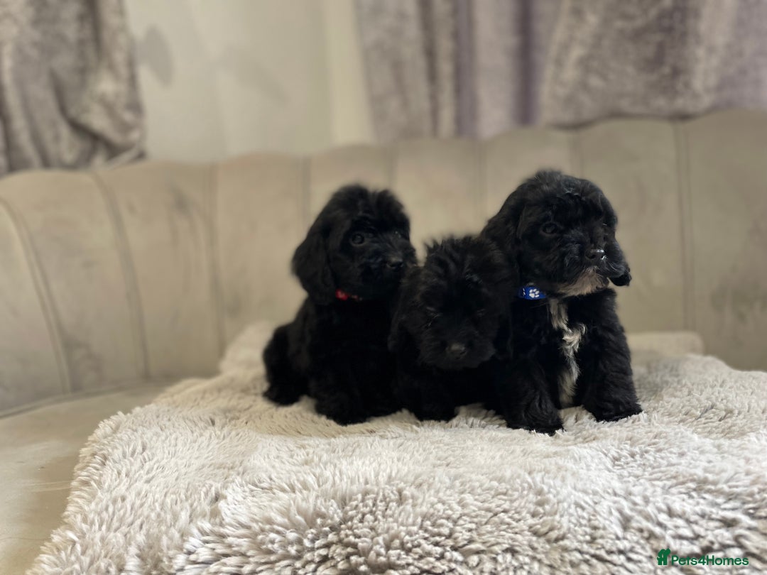 Cockapoo dogs for sale:  pra clear cockapoo puppy’s ready in 1 weeks - Image 9