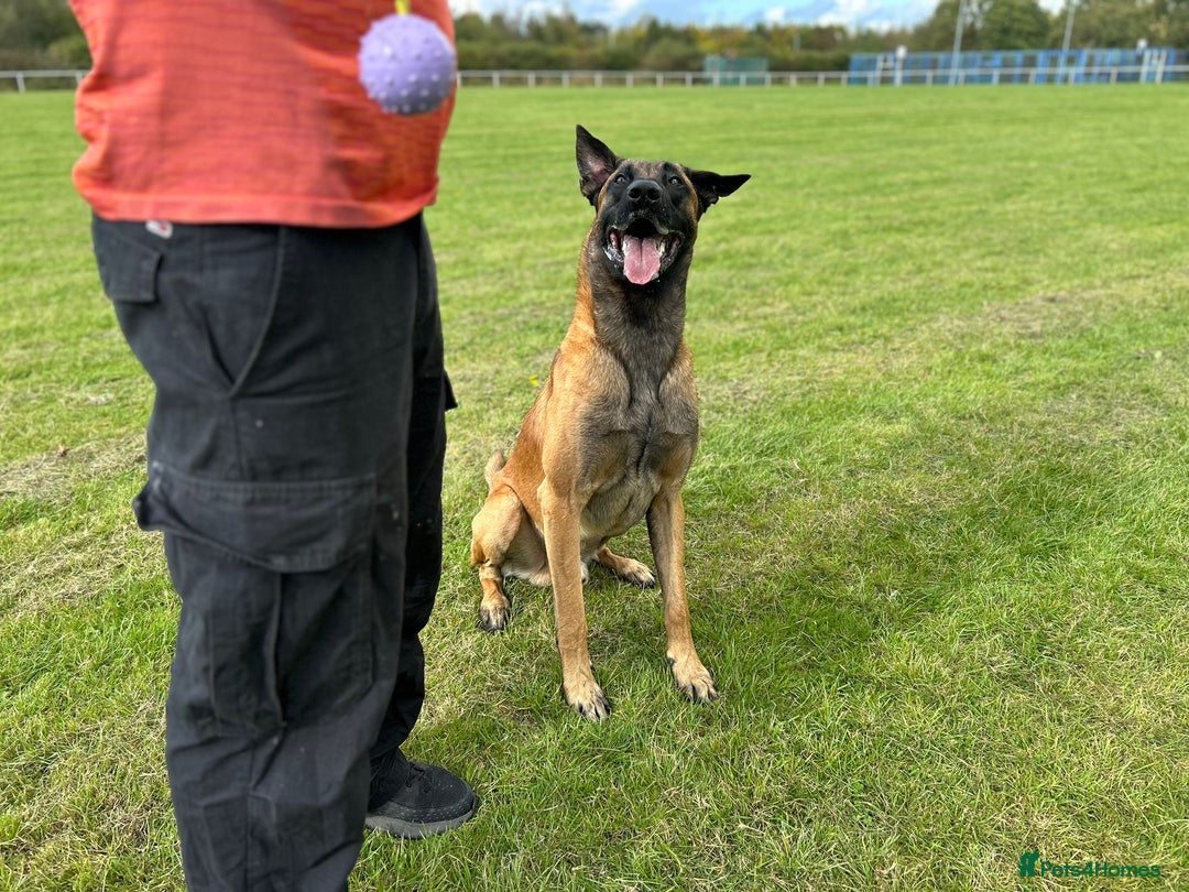 Belgian Shepherd Dog dogs for stud: Belgian malinois - Image 2