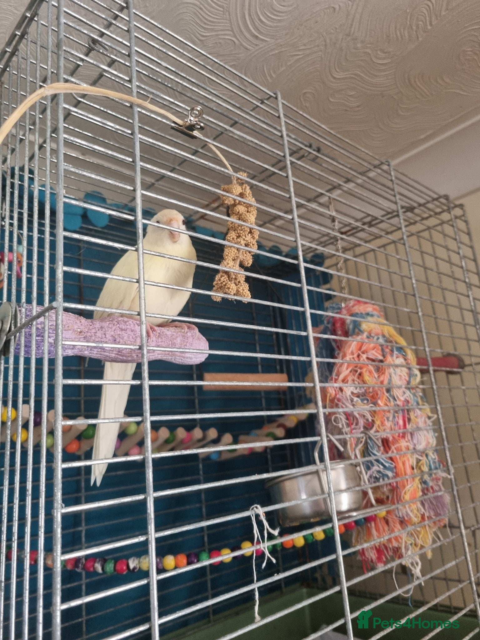 Parakeets birds Creamo kakariki - Advert 4