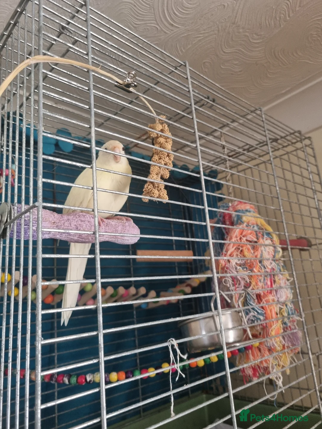 Parakeets birds for sale: Creamo kakariki - Advert 1