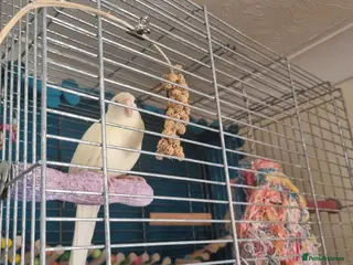 Parakeets birds Creamo kakariki - Advert 4