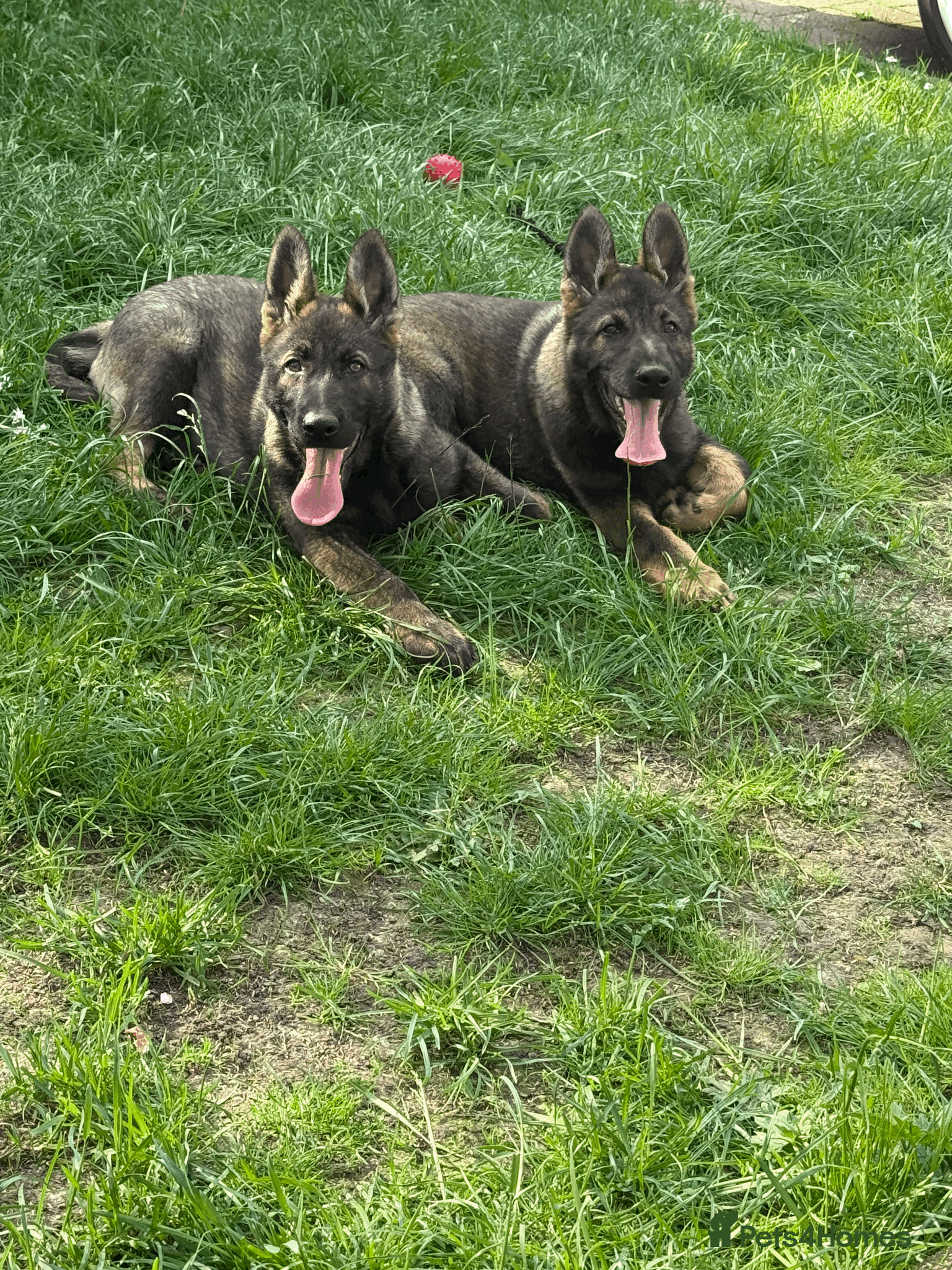 German Shepherd dogs German Shepherd Puppies Exceptional Bloodlines - Advert 14